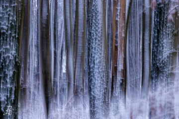 RHO_0167_Wald_Baeume_8668