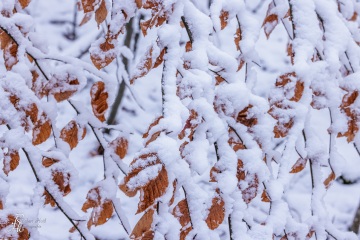 RHO_0168_Wald_Baeume_8701