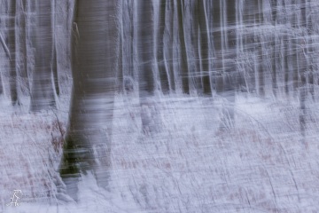 RHO_0169_Wald_Baeume_8757