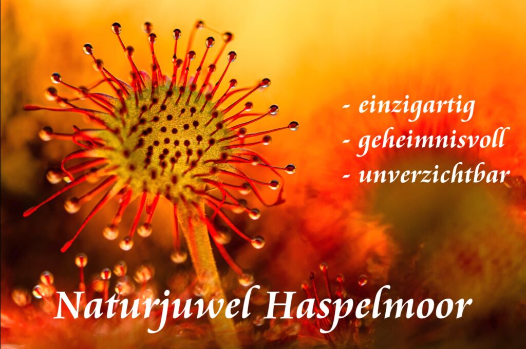 Naturjuwel Haspelmoor Titelbild